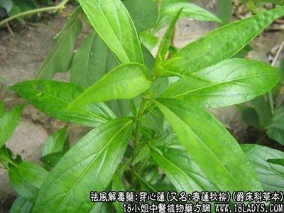 偏方